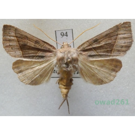 Mesogona oxalina (Hübner, 1803) Slovakia94